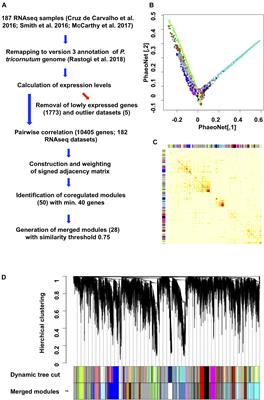 PhaeoNet: A Holistic RNAseq-Based Portrait of Transcriptional Coordination in the Model Diatom Phaeodactylum tricornutum